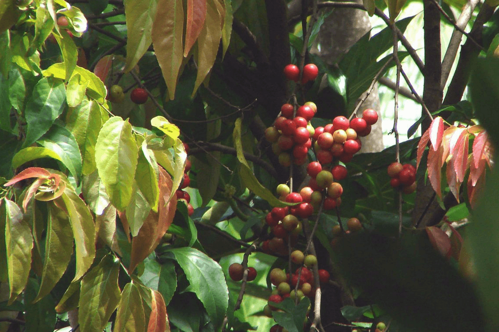 How LOVI Got Its Name